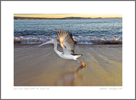 pelican postcard